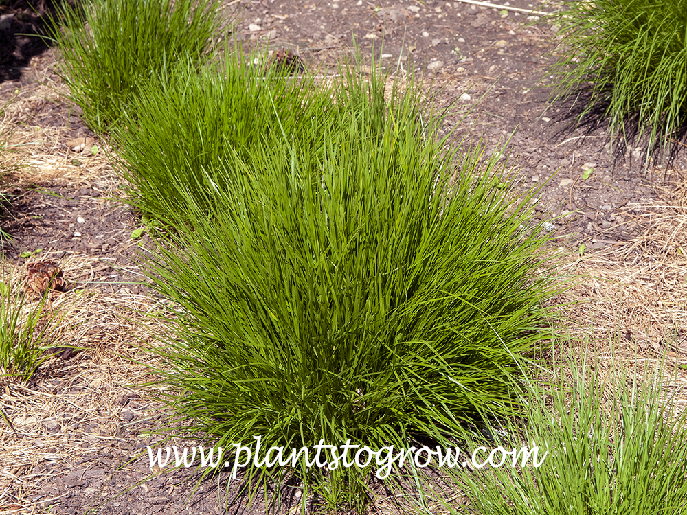 Scotland Tufted Hair Grass (Deschampsia caespitosa)